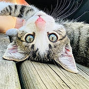 Pumba joined the competition — help win amazing prizes! kitten, cat, tabby, close_up, whiskers, pink_nose, wooden_surface, curious, pet, animal, feline, lying_down, wide_eyes, fur, ears, domestic_cat, outdoor, texture, cute, young