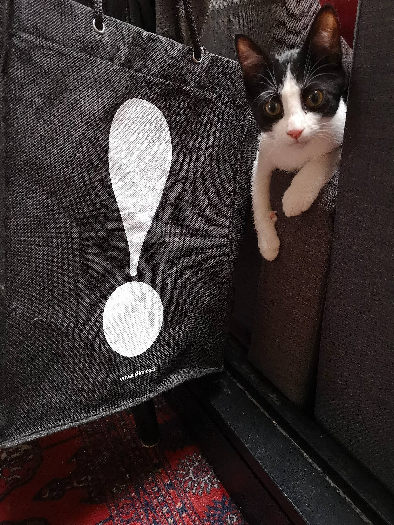 Boby participe au concours pour gagner de l'argent avec cette photo : carnivore, cat, domestic_short_haired_cat, felidae, paw, small_to_medium_sized_cats, snout, tail, tongue, whiskers