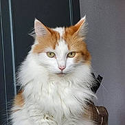 Néo a rejoint le concours — aidez-le/la à gagner de superbes lots ! cat, fluffy, orange, white, pet, indoor, fur, animal, portrait, face, whiskers, ears, calm, closeup, eyes, feline, domestic_cat, cute, sitting, looking