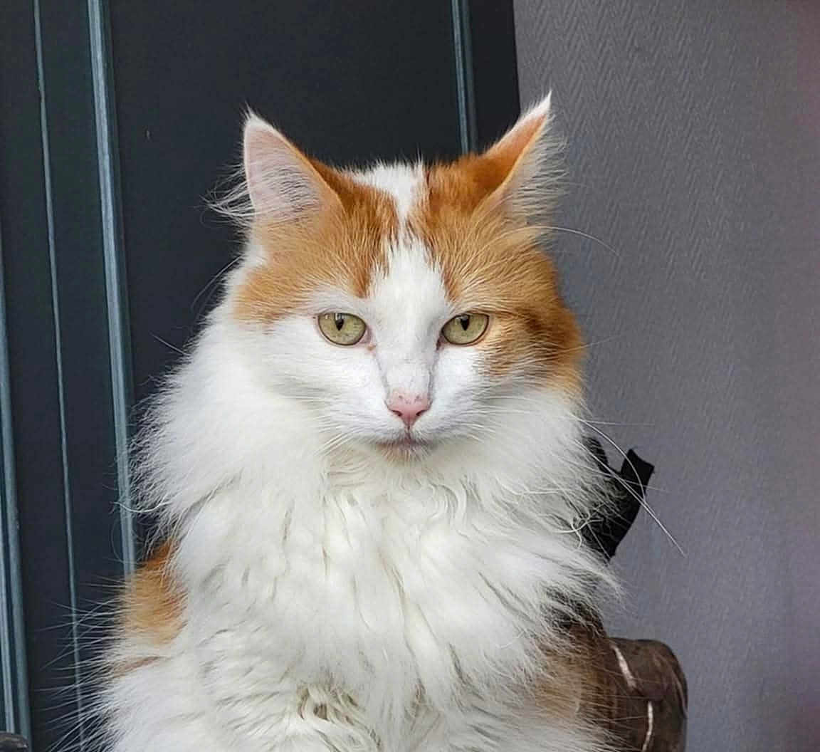 Néo a rejoint le concours — aidez-le/la à gagner de superbes lots ! cat, fluffy, orange, white, pet, indoor, fur, animal, portrait, face, whiskers, ears, calm, closeup, eyes, feline, domestic_cat, cute, sitting, looking