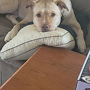 Bella is registered to the contest to win money with this photo: animal, calm, comfortable, couch, cozy, dog, domestic, furniture, head_resting, household, indoor, light_brown_dog, living_room, looking_at_camera, pet, pillow, relaxation, resting, soft, wooden_table