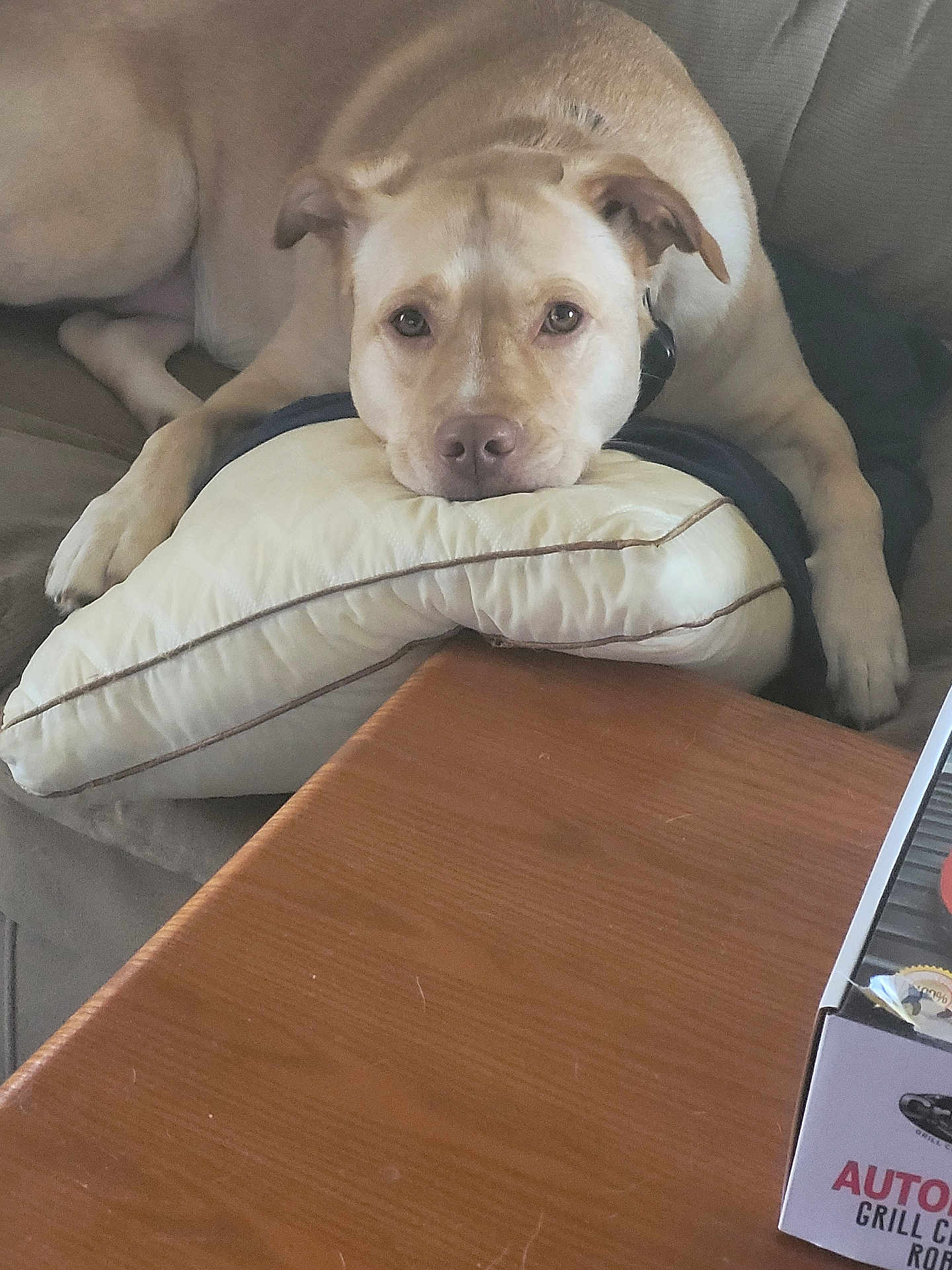 Bella