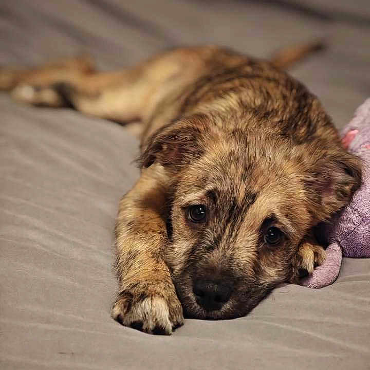 Volt participe au concours pour gagner de l'argent avec cette photo : adorable, animal, bed, brown_fur, canine, close_up, cozy, cute, dog, face, fur, indoors, lying_down, paw, pet, puppy, relaxed, resting, sleepy, young