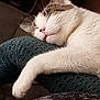 cat, sleeping, paw, fur, whiskers, indoor, relaxation, rest, closeup, texture, green_fabric, comfort, pet, animal, cute, cozy, cute_pet, peaceful, nap, soft