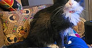 King is registered to the contest to win money with this photo: black_and_white, blanket, book, cat, collar, colorful, cozy, cute, domestic_animal, feline, fluffy, fur, household, indoor, pet, pillow, relaxed, sitting, tail, whiskers