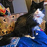 King is registered to the contest to win money with this photo: cat, black_and_white, fluffy, indoor, pillow, colorful, blanket, book, collar, pet, feline, cozy, sitting, fur, whiskers, tail, cute, domestic_animal, household, relaxed