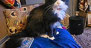 King joined the competition — help win amazing prizes! cat, black_and_white, fluffy, sitting, blue_cloth, book, pillow, patterned_pillow, indoor, lamp, framed_art, decor, furniture, carpet, cozy, whiskers, tail, eyes, face, home
