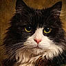 King joined the competition — help win amazing prizes! cat, black_and_white, fluffy, portrait, close_up, yellow_eyes, whiskers, pink_nose, feline, animal, pet, fur, indoor, majestic, face, looking_at_camera, detailed, texture, background, domestic_cat