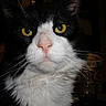 King is registered to the contest to win money with this photo: alert, animal, black_and_white, cat, close_up, domestic_cat, expression, face, feline, fur, household, indoor, looking, mammal, nose, pet, portrait, whiskers, yellow_eyes