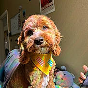 Theodore is registered to the contest to win money with this photo: animal, bandana, brown_fur, canine, closeup, colorful_light, companion, cozy, cute, dog, furniture, hand, home, indoor, pet, phone, portrait, rainbow_reflection, stuffed_animal, wall