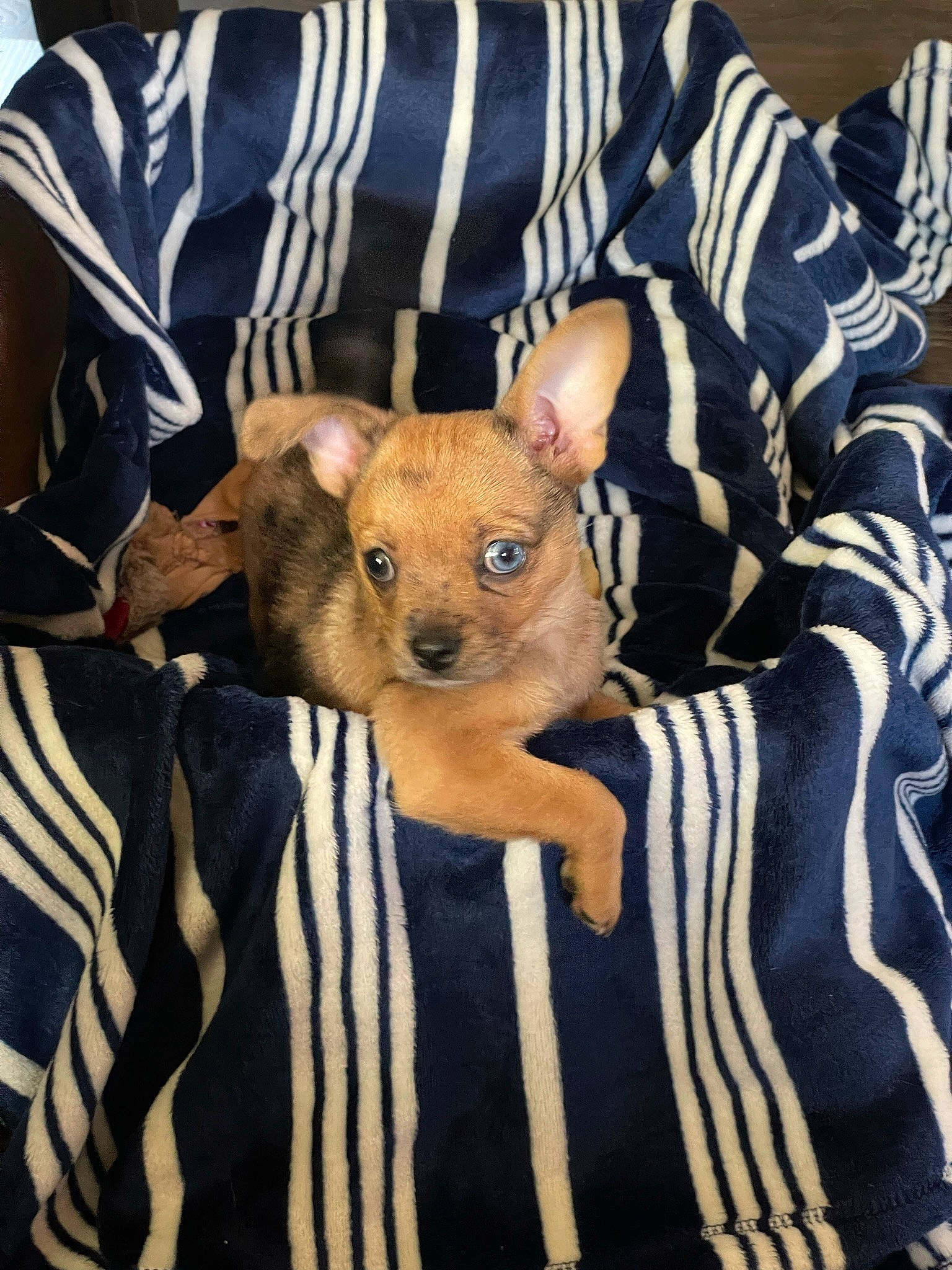 Meadow joined the competition — help win amazing prizes! canidae, carnivore, comfort, companion_dog, dog, dog_breed, dog_clothes, dog_supply, fawn, fur, pattern, paw, puppy, snout, sporting_group, terrestrial_animal, textile, toy_dog, whiskers, working_animal