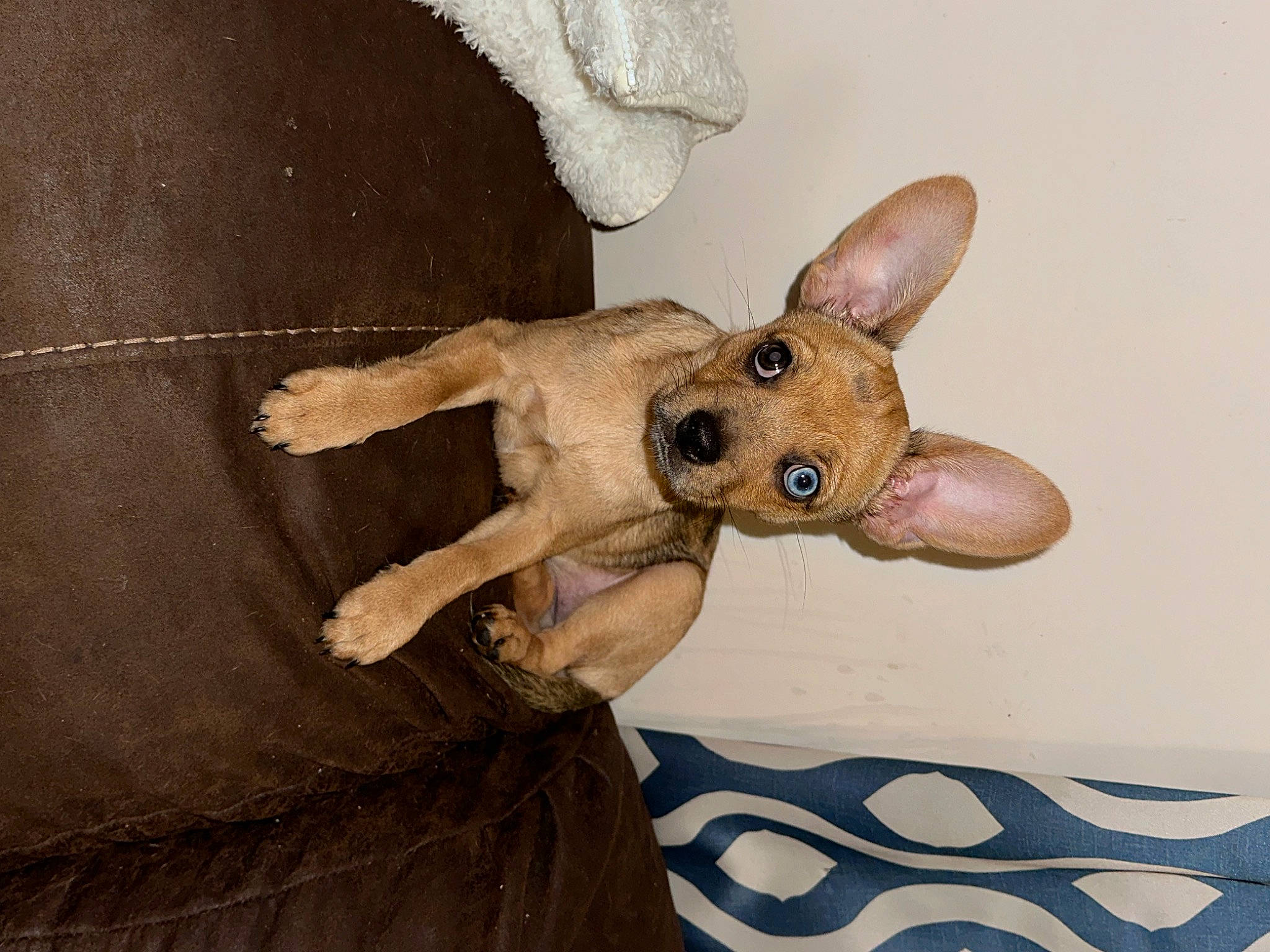 Meadow is registered to the contest to win money with this photo: canidae, carnivore, companion_dog, dog, dog_breed, ear, eye, fawn, fur, gesture, liver, snout, sporting_group, tail, terrestrial_animal, thumb, toy, toy_dog, whiskers, working_animal