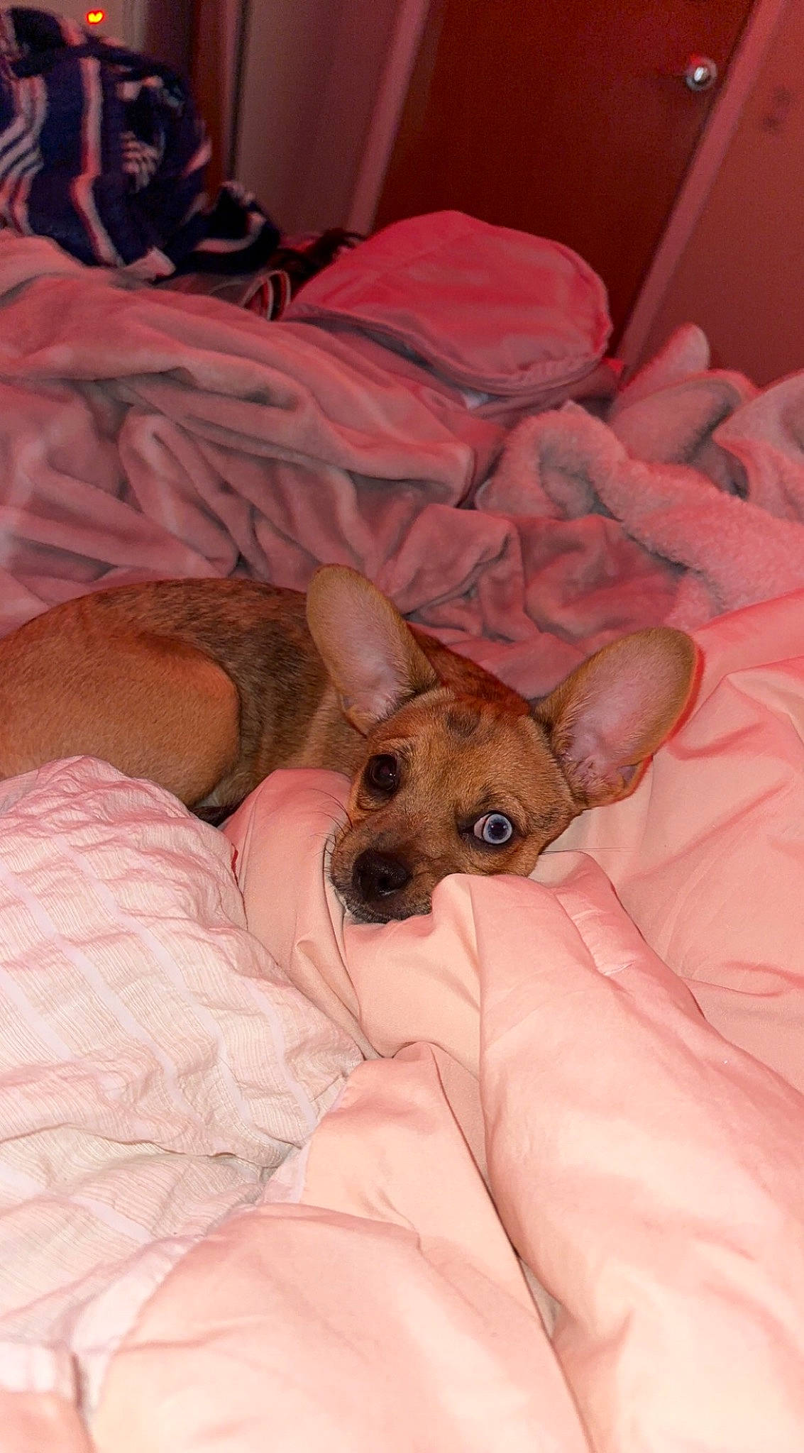 Meadow joined the competition — help win amazing prizes! bed, bedding, blanket, carnivore, comfort, companion_dog, dog, dog_breed, ear, fawn, fur, linens, nap, non_sporting_group, paw, room, terrestrial_animal, toy_dog, whiskers, working_animal