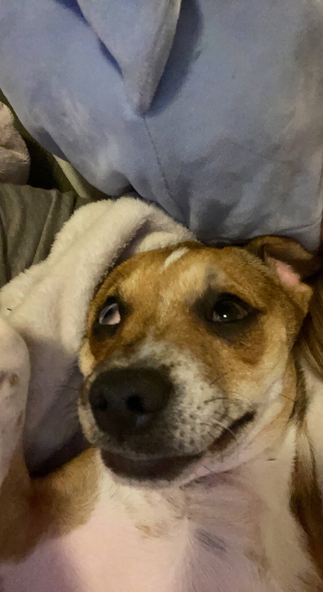 Fenway joined the competition — help win amazing prizes! ancient_dog_breeds, canidae, carnivore, comfort, companion_dog, dog, dog_breed, ear, fawn, fur, non_sporting_group, snout, sporting_group, street_dog, terrestrial_animal, whiskers