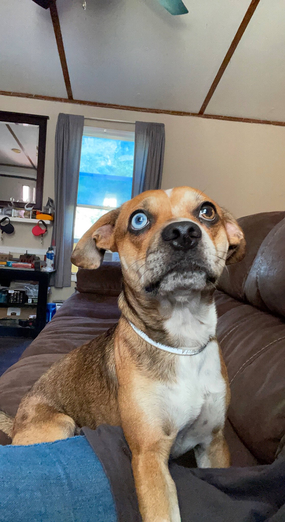 Fenway is registered to the contest to win money with this photo: ancient_dog_breeds, canidae, carnivore, collar, companion_dog, couch, dog, dog_breed, dog_collar, door, fawn, flooring, fur, non_sporting_group, snout, sporting_group, whiskers, window, working_animal, working_dog