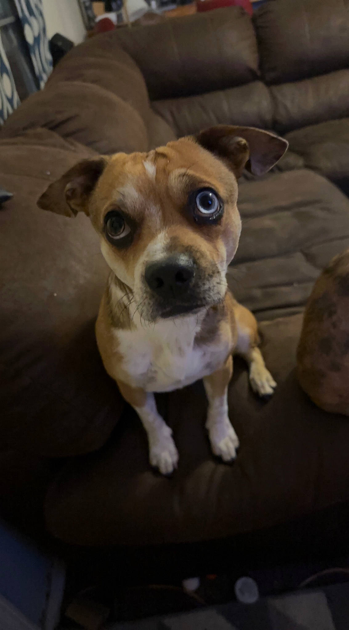 Fenway joined the competition — help win amazing prizes! canidae, carnivore, collar, companion_dog, couch, dog, dog_breed, dog_collar, fawn, fur, irishjacks, non_sporting_group, puppy, sporting_group, terrestrial_animal, terrier, toy_dog, whiskers, wood, working_animal