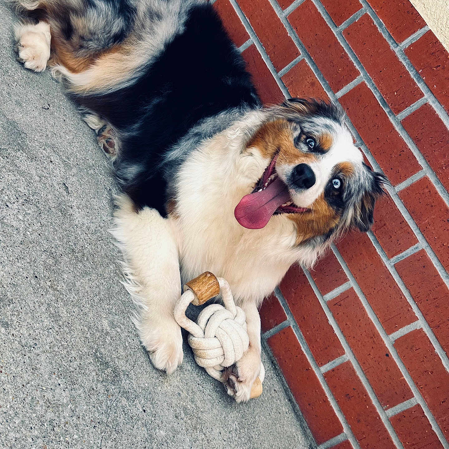 Siya participe au concours pour gagner de l'argent avec cette photo : accessories, animal, architecture, bodypart, brick, building, canine, cockerspaniel, dog, hound, husky, mouth, papillon, path, person, pet, puppy, strap, walkway, wall