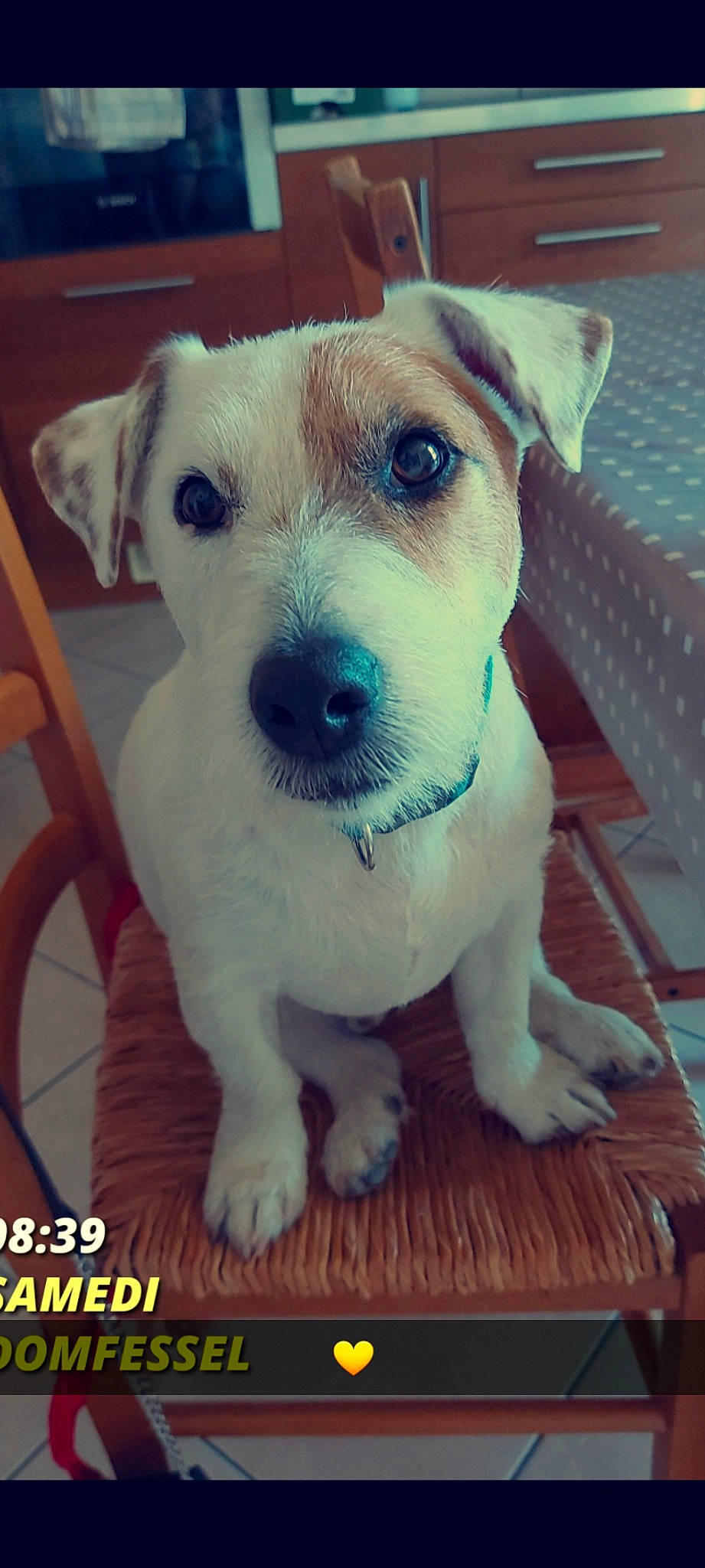 Milow participe au concours pour gagner de l'argent avec cette photo : carnivore, collar, companion_dog, dog, dog_breed, dog_collar, happy, metal, paw, pet_supply, photography, pit_bull, puppy_love, snout, square, street_dog, tail, terrier, whiskers, working_animal