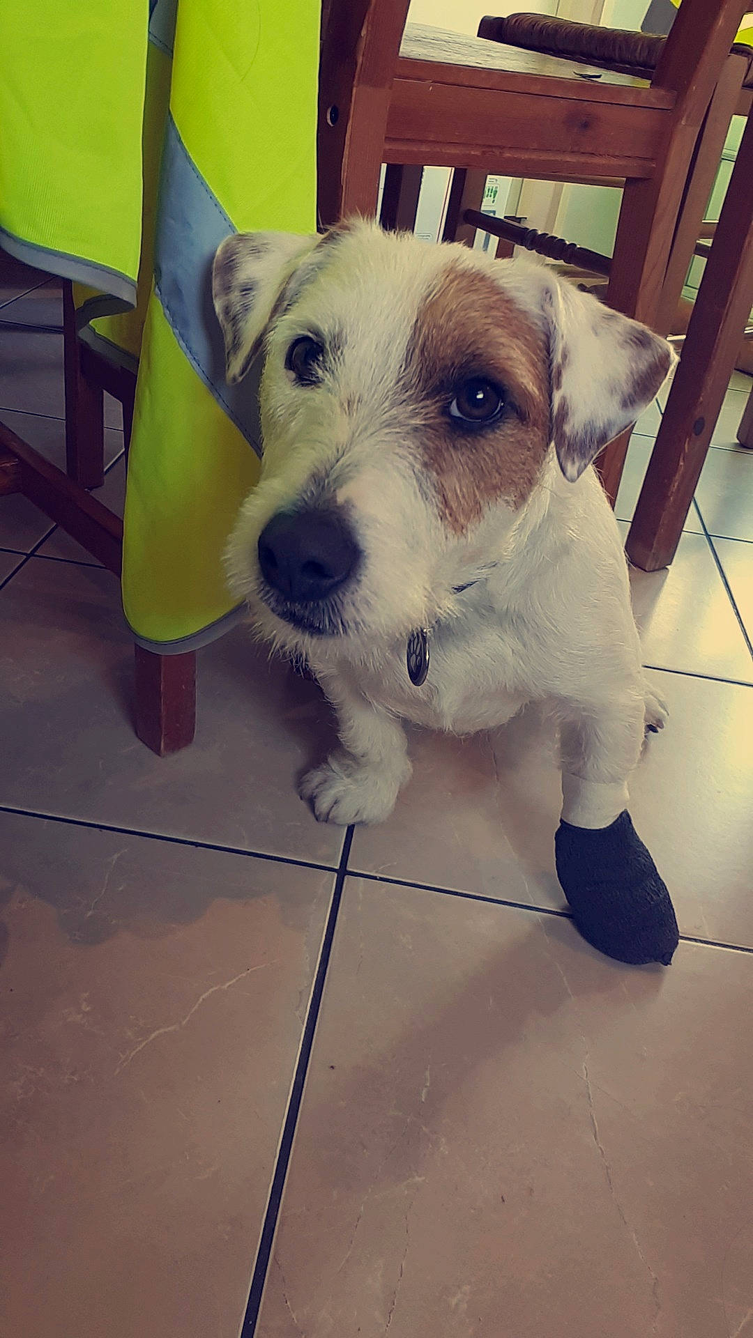 Milow a rejoint le concours — aidez-le/la à gagner de superbes lots ! carnivore, collar, companion_dog, dog, dog_breed, dog_clothes, dog_supply, fawn, floor, flooring, fur, metal, puppy_love, small_terrier, square, terrier, toy_dog, whiskers, wire_hair_fox_terrier, working_animal