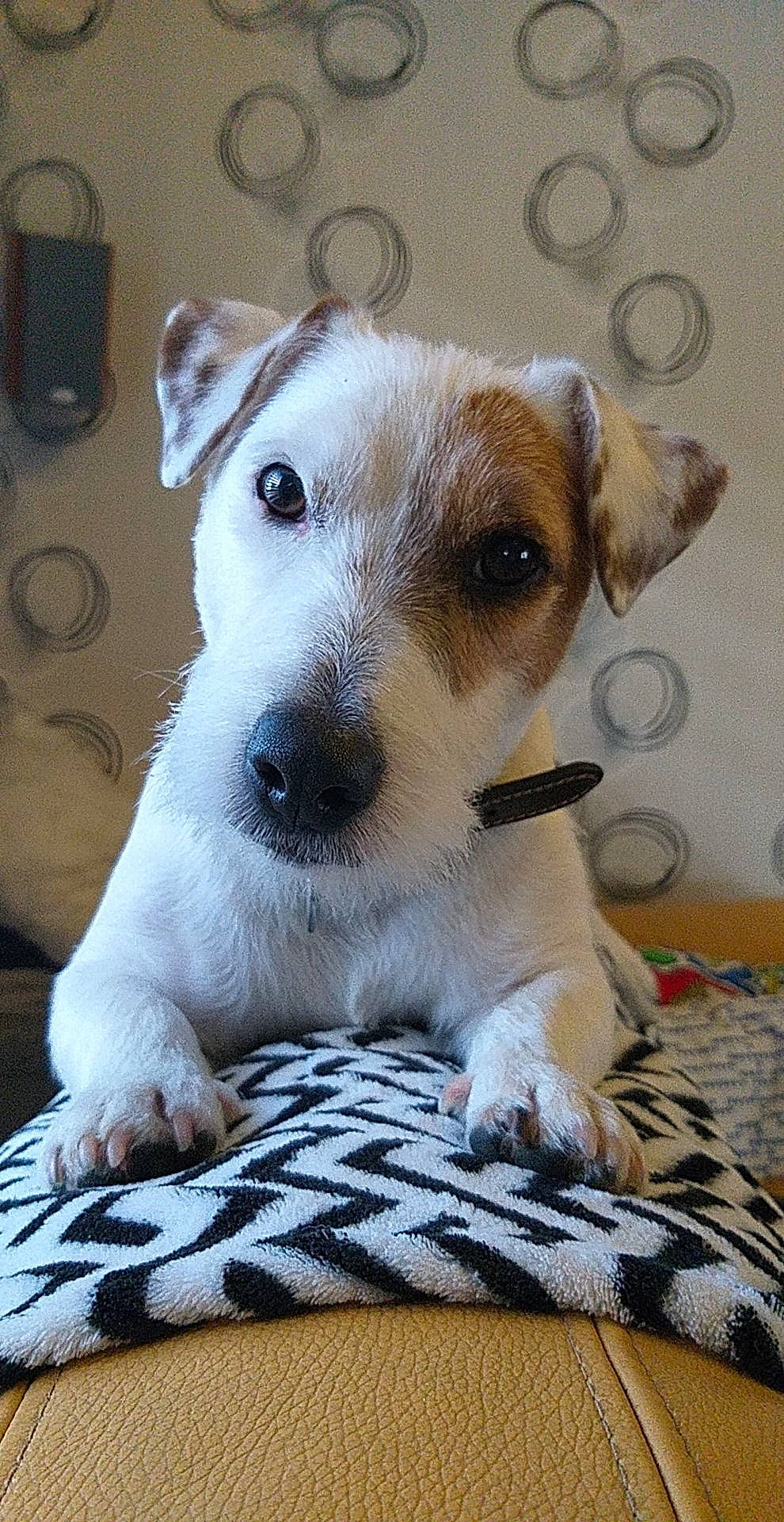 Milow participe au concours pour gagner de l'argent avec cette photo : canidae, carnivore, collar, companion_dog, dog, dog_breed, fawn, fur, non_sporting_group, paw, pet_supply, small_terrier, snout, sporting_group, terrestrial_animal, terrier, wall_plate, whiskers, working_animal