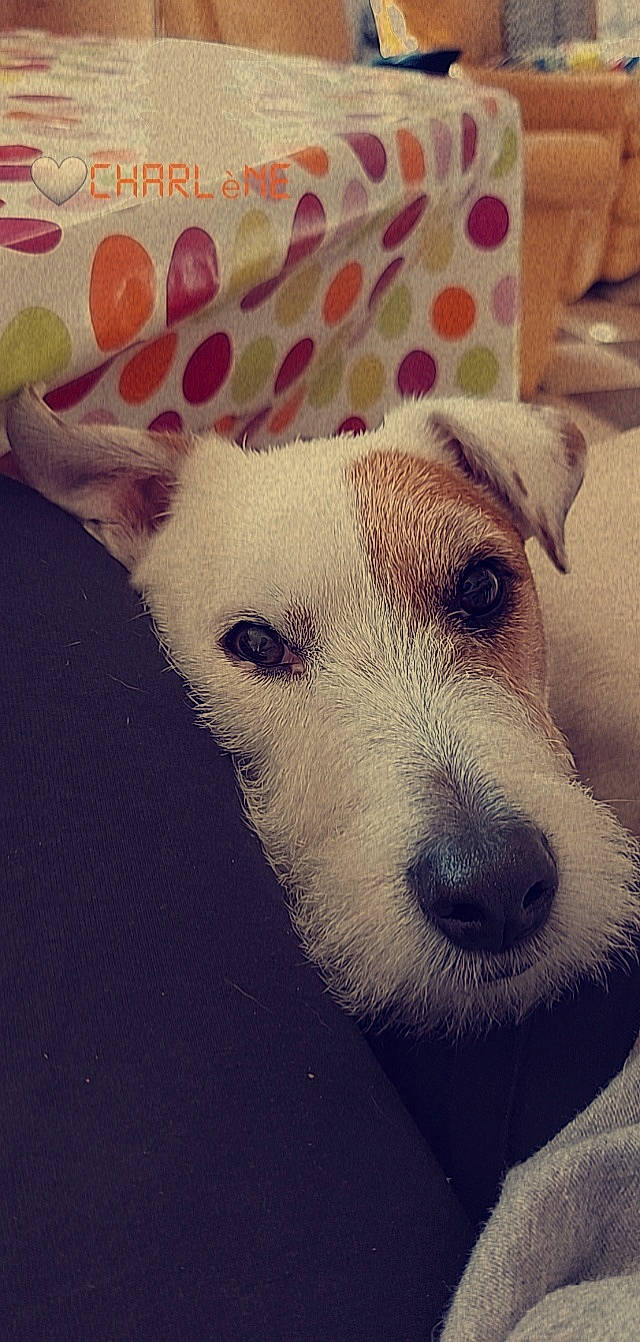 Milow participe au concours pour gagner de l'argent avec cette photo : canidae, carnivore, collar, comfort, companion_dog, dog, dog_breed, ear, fawn, fur, linens, pattern, small_terrier, snout, sporting_group, square, terrestrial_animal, terrier, whiskers, working_animal