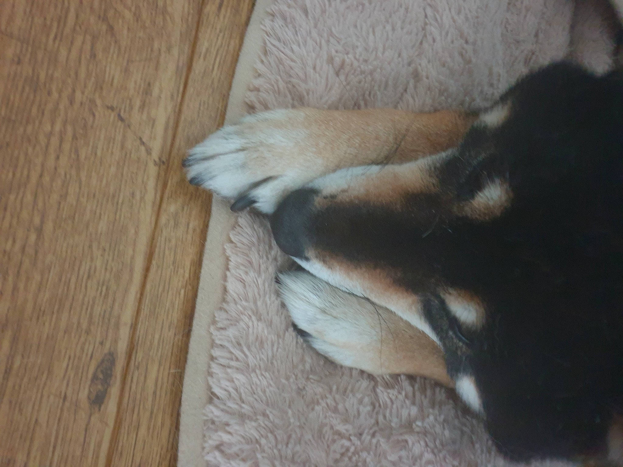 Keiko joined the competition — help win amazing prizes! canidae, carnivore, dog, dog_breed, fawn, fur, hardwood, paw, puppy, tail