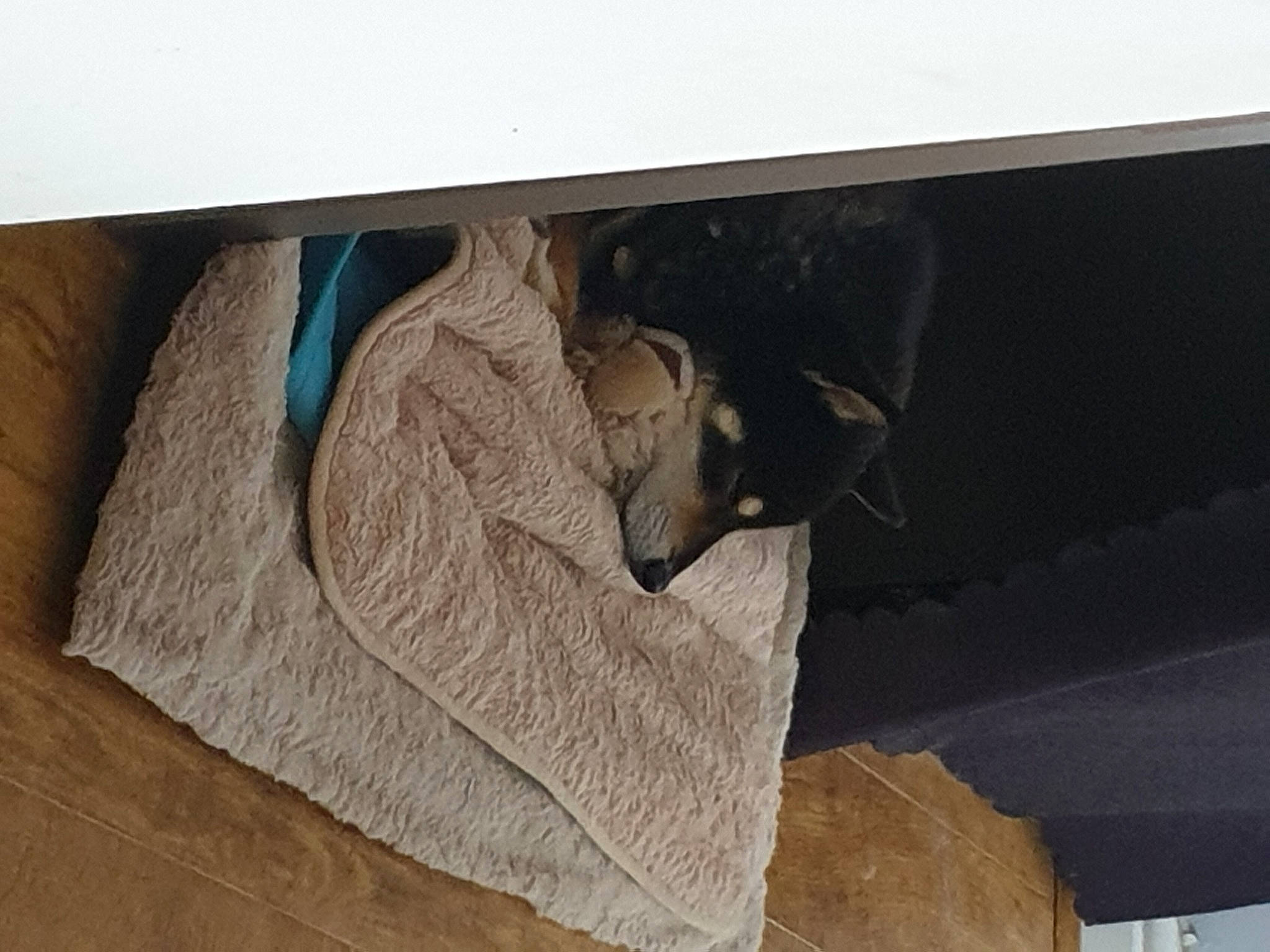 Keiko is registered to the contest to win money with this photo: beige, cat, felidae, furniture, room