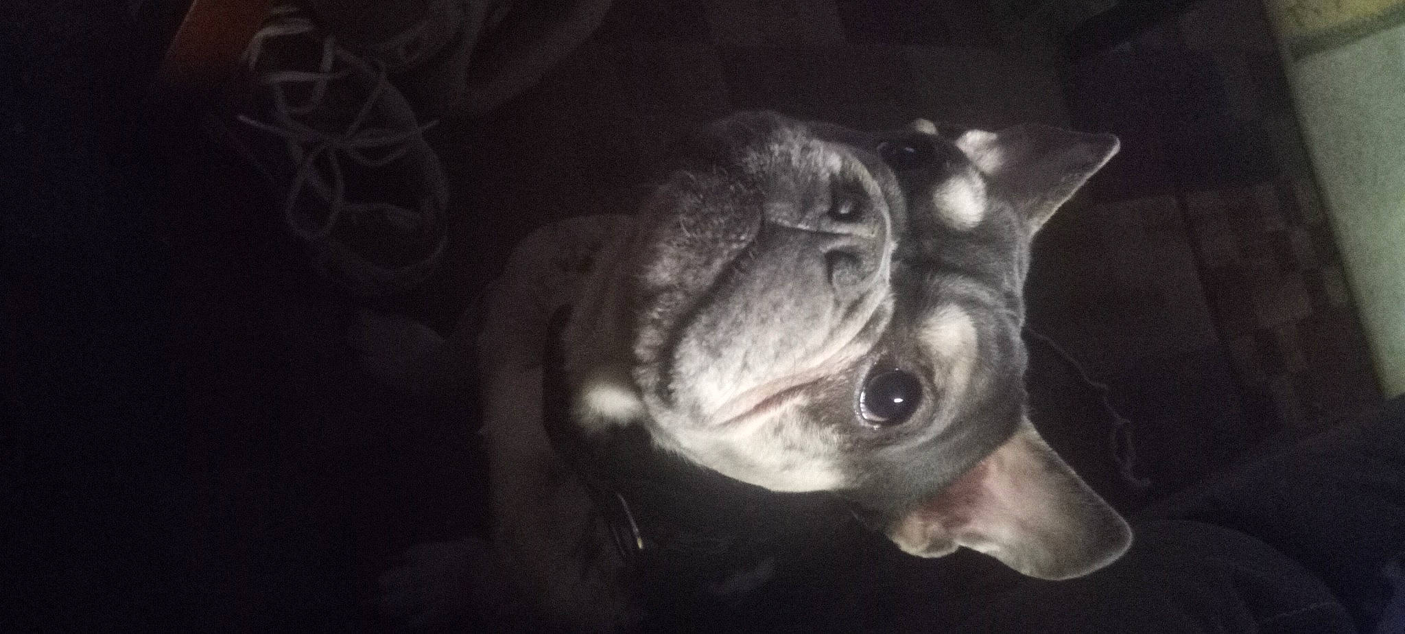 Knox joined the competition — help win amazing prizes! canidae, carnivore, companion_dog, darkness, dog, dog_breed, ear, fawn, flash_photography, fur, grey, monochrome_photography, non_sporting_group, snout, sporting_group, still_life_photography, tail, toy_dog, whiskers, working_animal