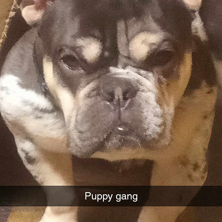 Knox is registered to the contest to win money with this photo: ancient_dog_breeds, bulldog, canidae, carnivore, close_up, companion_dog, dog, dog_breed, fawn, french_bulldog, fur, molosser, puppy, snout, sporting_group, terrestrial_animal, toy_dog, whiskers, working_animal, wrinkle