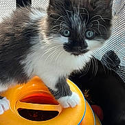 Wicket joined the competition — help win amazing prizes! kitten, cat, black_and_white, blue_eyes, toy, orange, playful, curious, pet, feline, whiskers, fur, paw, indoor, close_up, mesh_background, young, animal, cute, small