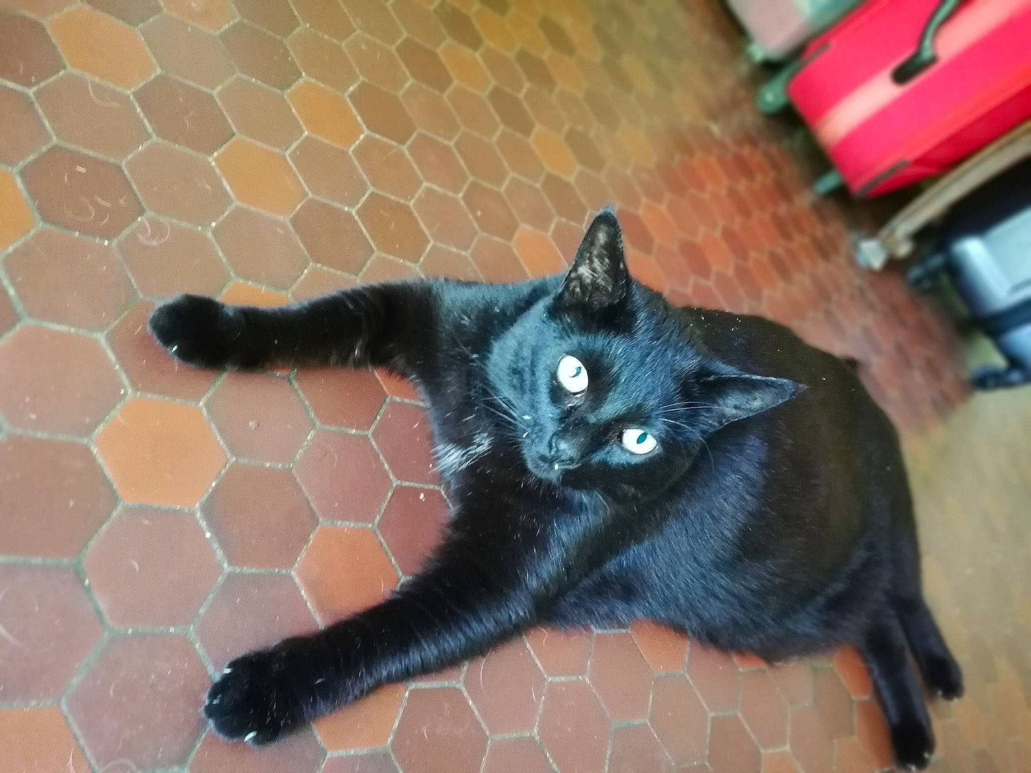 Lucifer participe au concours pour gagner de l'argent avec cette photo : asian, black, black_cat, bombay, carnivore, cat, claw, domestic_short_haired_cat, felidae, kitten, mammal, small_to_medium_sized_cats, tail, whiskers