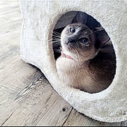 Cupcake joined the competition — help win amazing prizes! cat, blue_eyes, cat_house, plush, cozy, wooden_floor, indoor, pet, fur, whiskers, curious, animal, cute, domestic, feline, sitting, looking_up, collar, house, resting