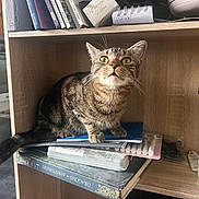 Gaspard a rejoint le concours — aidez-le/la à gagner de superbes lots ! cat, tabby, shelf, books, indoor, pet, animal, curious, feline, wood, eyes, whiskers, tail, household, container, stationery, spray_bottle, kitten, close_up, domestic
