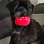 T'Choupi participe au concours pour gagner de l'argent avec cette photo : dog, black_fur, plush_toy, red_toy, couch, indoor, pet, fur, cute, sitting, animal, home, cozy, looking_at_camera, playful, soft, small_dog, toy_in_mouth, furniture, relaxed