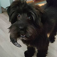T'Choupi participe au concours pour gagner de l'argent avec cette photo : dog, pet, indoor, floor, wooden_floor, black_fur, curious, playful, object_in_mouth, bookshelf, books, furniture, animal, canine, companion, cute, small_dog, fur, standing, home