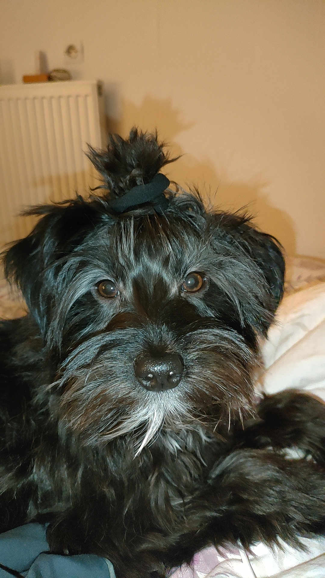 T'Choupi a rejoint le concours — aidez-le/la à gagner de superbes lots ! dog, black_dog, pet, animal, fur, face, eyes, nose, whiskers, topknot, hair_tie, indoors, bed, blanket, radiator, close_up, portrait, cute, fluffy, companion