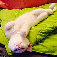 Neige a rejoint le concours — aidez-le/la à gagner de superbes lots !