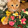 Ice Cookie joined the competition — help win amazing prizes! cat, orange_tabby, flower, artificial_flower, yellow_flower, pink_flower, green_leaf, wooden_surface, pet, animal, indoor, close_up, cute, feline, whiskers, paw, curious, portrait, domestic_animal, colorful