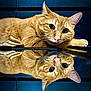 animal, cat, close_up, curious, cute, ears, feline, fur, indoor, mirror, nose, orange_tabby, paw, pet, portrait, reflection, relaxed, resting, surface, whiskers