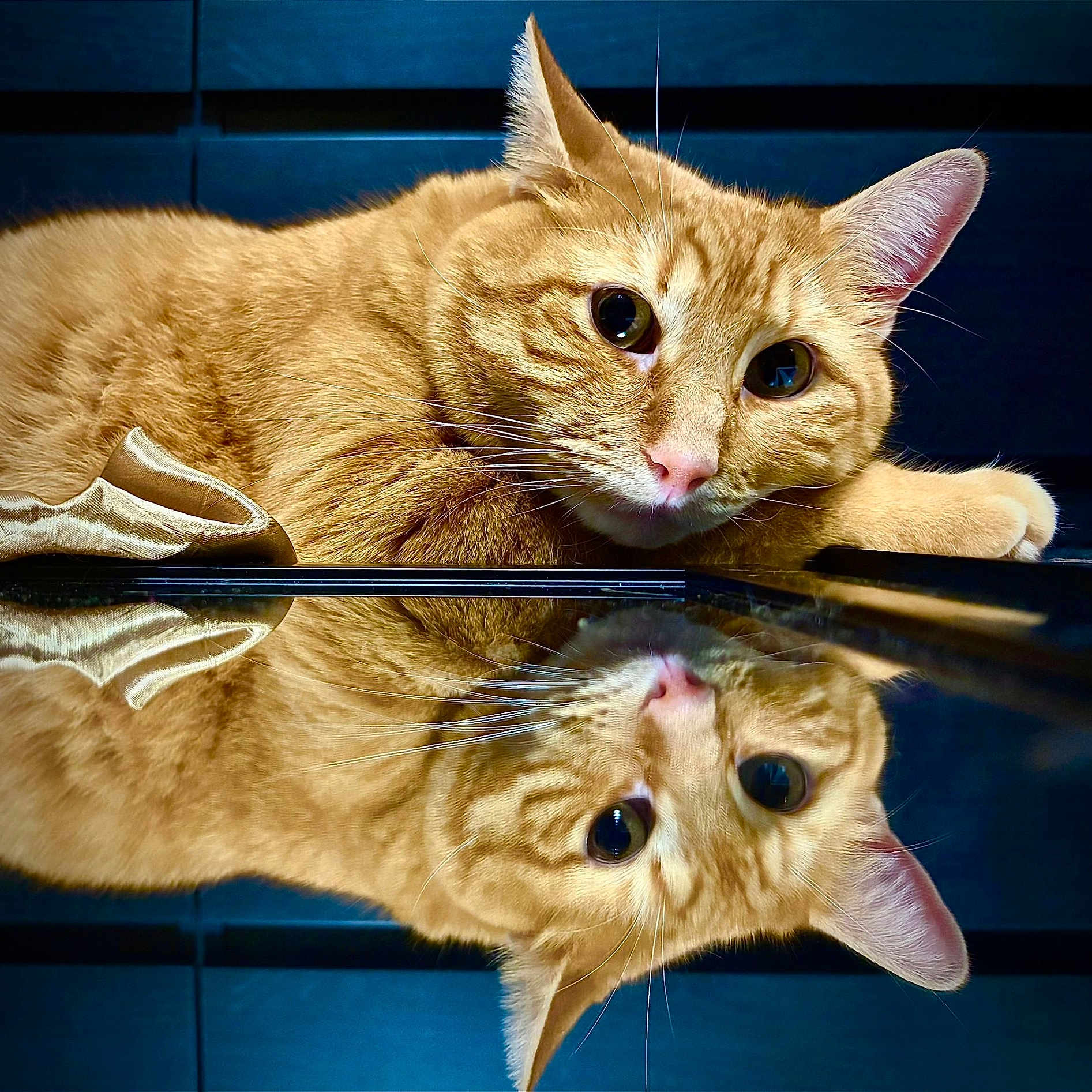 Ice Cookie joined the competition — help win amazing prizes! animal, cat, close_up, curious, cute, ears, feline, fur, indoor, mirror, nose, orange_tabby, paw, pet, portrait, reflection, relaxed, resting, surface, whiskers
