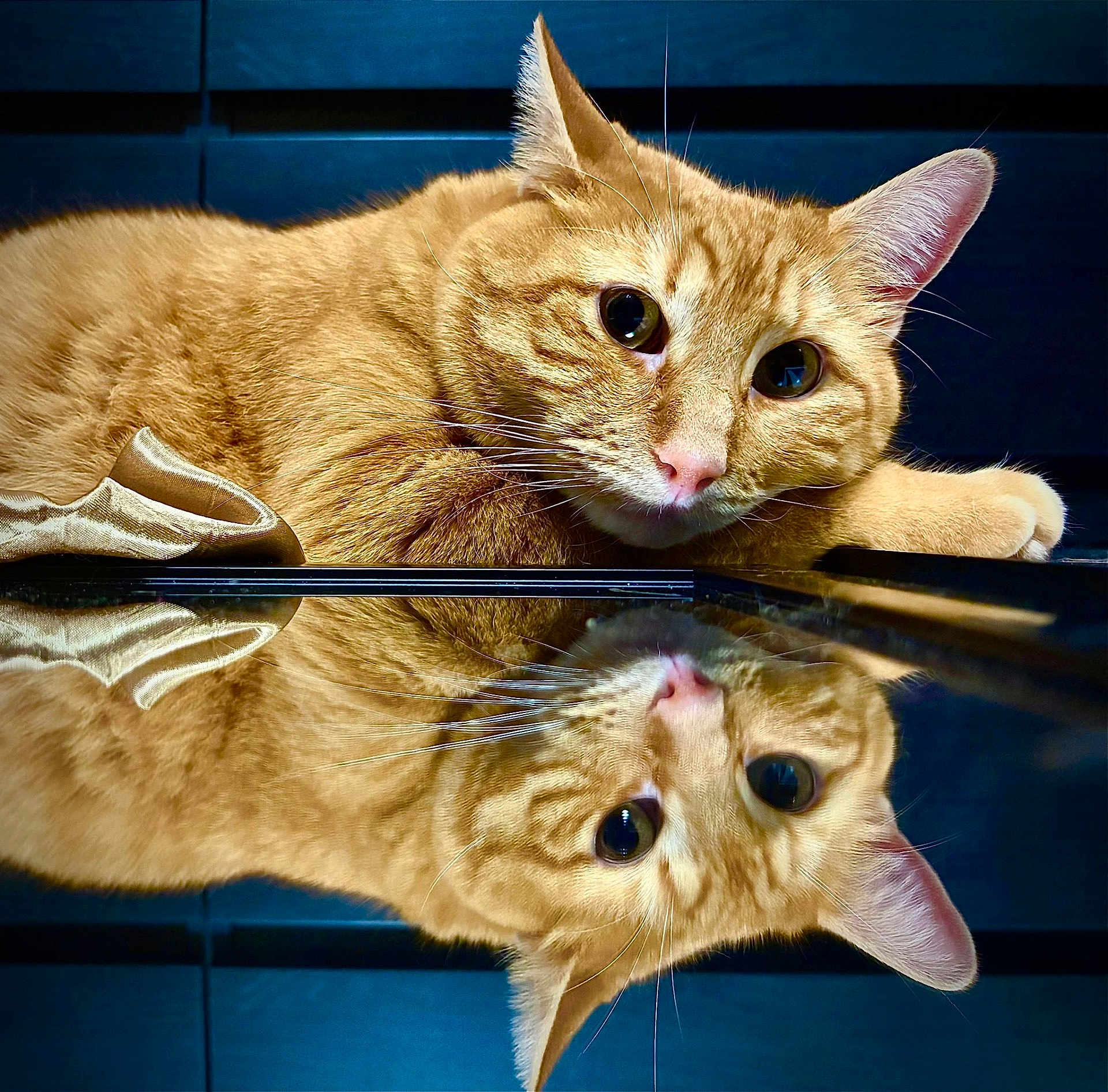 Ice Cookie joined the competition — help win amazing prizes! animal, cat, close_up, curious, cute, ears, feline, fur, indoor, mirror, nose, orange_tabby, paw, pet, portrait, reflection, relaxed, resting, surface, whiskers