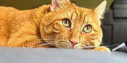 Ice Cookie is registered to the contest to win money with this photo: animal_face, background_blur, cat, close_up, cute, domestic_animal, ears, feline, fur, ginger_cat, green_eyes, indoor, lying_down, pet, portrait, relaxed, resting, sleepy, soft_light, whiskers