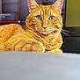Ice Cookie joined the competition — help win amazing prizes! animal, cat, close_up, cute, domestic, ears, eyes, feline, focus, fur, ginger_cat, home, indoor, laying, mammal, pet, portrait, relaxed, tabby, whiskers