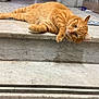 cat, orange_tabby, marble_steps, indoor, corridor, flooring, relaxed, pet, animal, feline, lazy, resting, stairs, marble, door, tile_pattern, whiskers, ears, paws, home