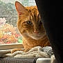 Ice Cookie joined the competition — help win amazing prizes! animal, cat, closeup, cozy, curious, curtain, domestic, feline, floral, indoor, orange_tabby, paw, pet, quiet, resting, screen, soft_texture, towel, whiskers, window