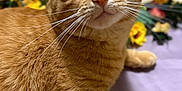 Ice Cookie joined the competition — help win amazing prizes! cat, orange_tabby, wide_eyes, whiskers, close_up, curious, lying_down, wooden_floor, purple_cloth, flowers, blurred_background, pet, feline, indoor, fur, portrait, cute, animal, domestic_cat, soft_light