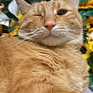 Ice Cookie is registered to the contest to win money with this photo: cat, orange_tabby, winking, close_up, whiskers, fur, flower_background, green_leaves, pet, animal, cute, relaxed, indoor, fluffy, mammal, portrait, feline, soft_texture, nature, colorful