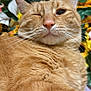 cat, orange_tabby, winking, close_up, whiskers, fur, flower_background, green_leaves, pet, animal, cute, relaxed, indoor, fluffy, mammal, portrait, feline, soft_texture, nature, colorful