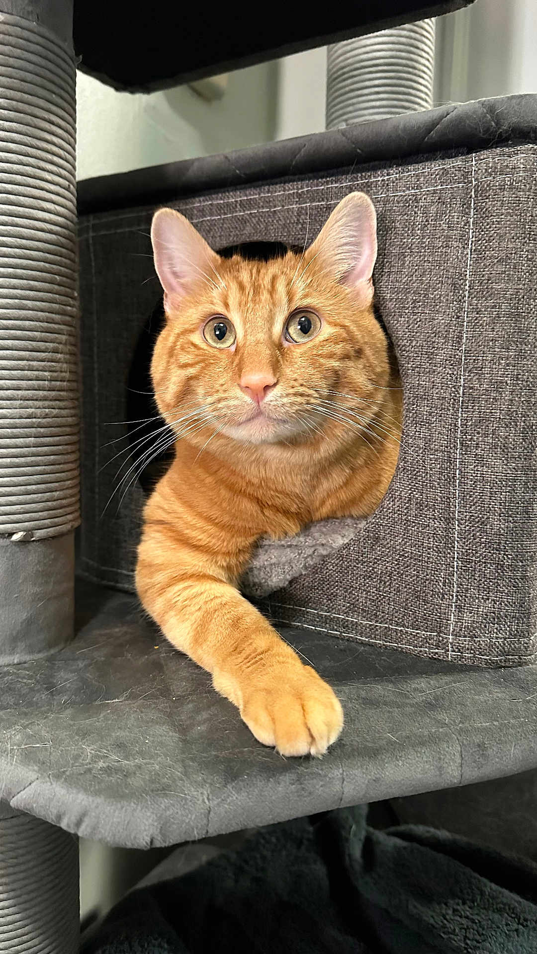 Ice Cookie is registered to the contest to win money with this photo: cat, ginger_cat, tabby, pet, feline, cat_tree, paw, fur, whiskers, ears, face, animal, indoor, cozy, resting, looking, curious, texture, fabric, sitting
