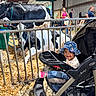 toddler, stroller, child, cow, barn, animal, fence, hat, wood_shavings, people, indoor, smile, casual_clothing, footwear, resting_animal, metal_barrier, livestock, happy, daylight, event